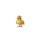 pidgey