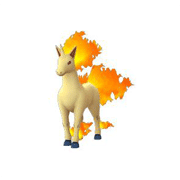 rapidash